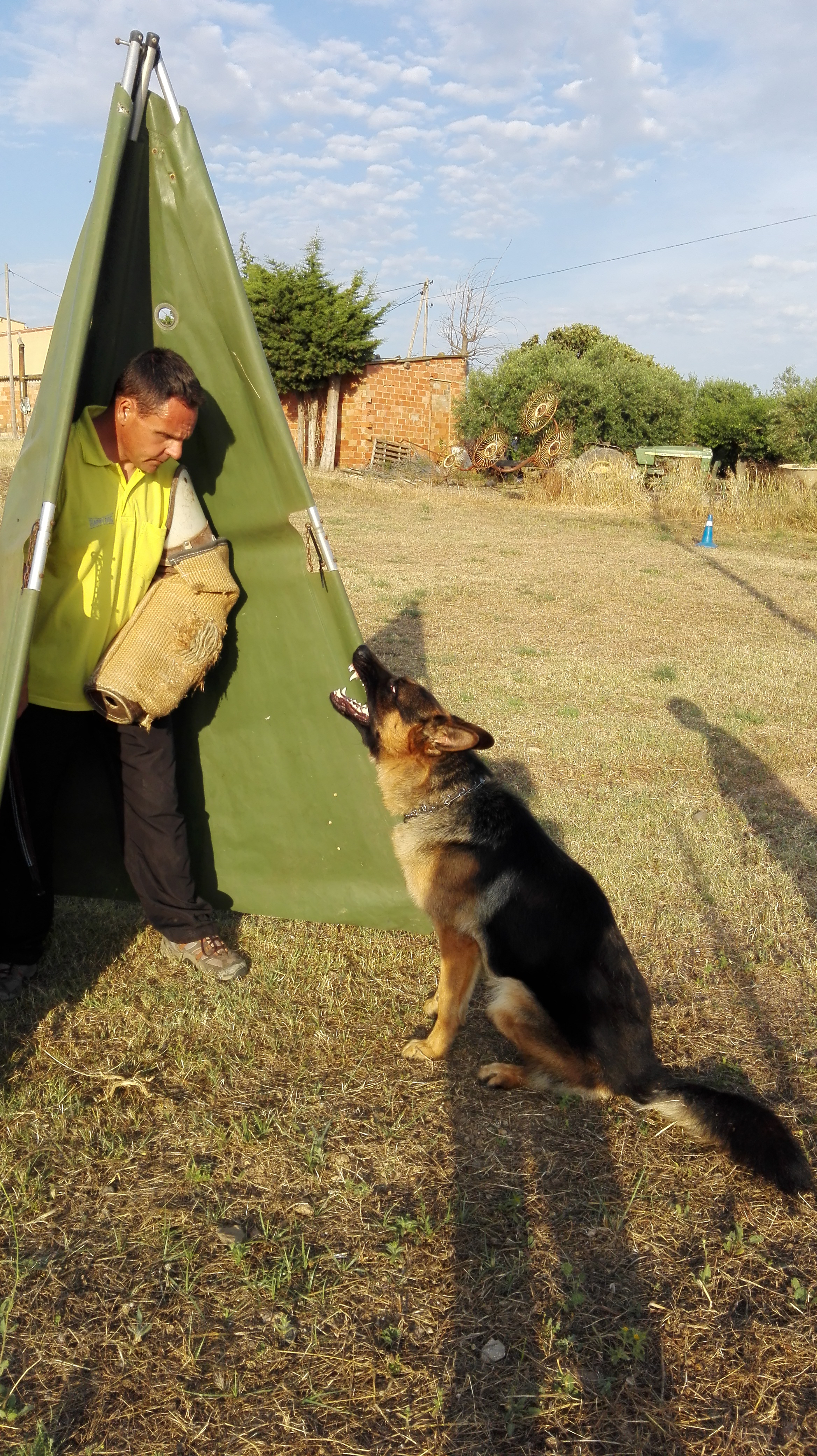 Erudito dignidad Instalaciones Pastor Aleman de Castelldefels | Venta de cachorros, adiestramiento  profesional y guarderia canina en Tarragona